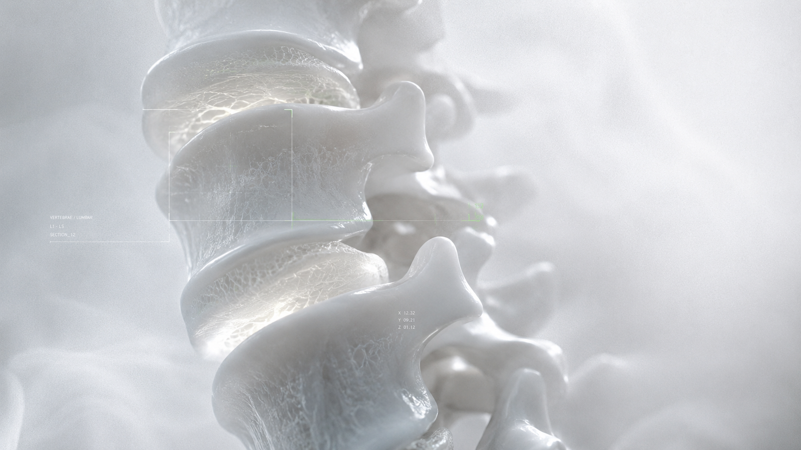 A close render of vertebrae and surrounding tissue.